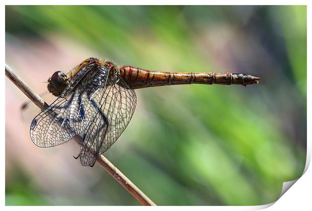 dragonfly Print by Iain Lawrie