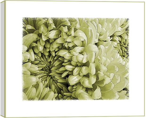 vintage chrysanthemums Canvas Print by Heather Newton