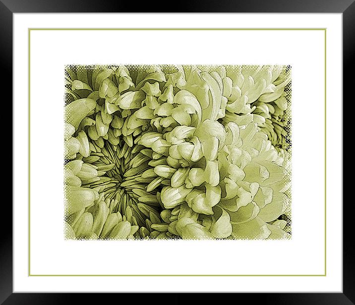 vintage chrysanthemums Framed Mounted Print by Heather Newton