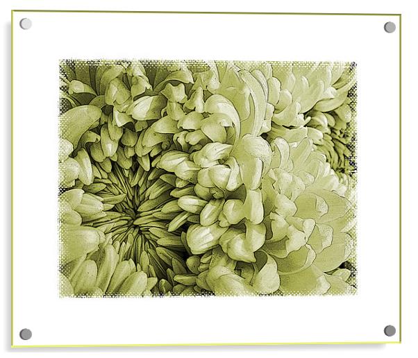 vintage chrysanthemums Acrylic by Heather Newton