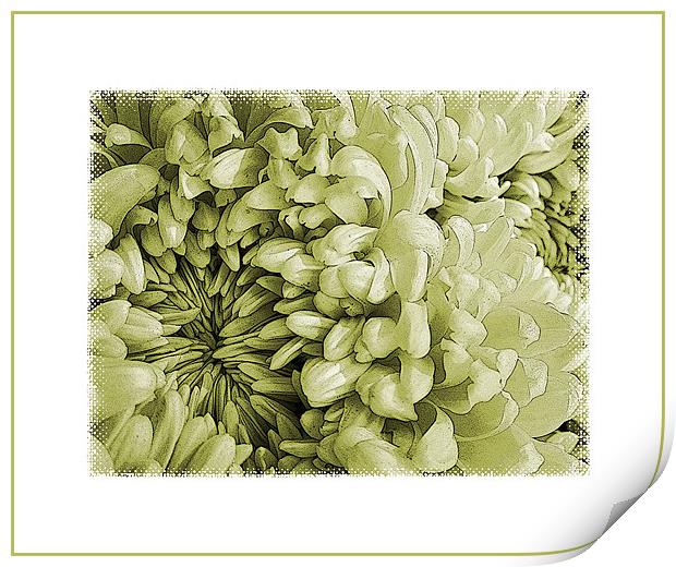 vintage chrysanthemums Print by Heather Newton