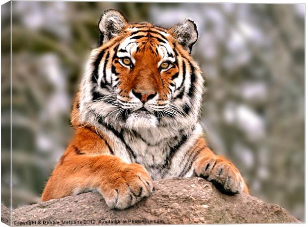 Tiger resting on rock Canvas Print by Debbie Metcalfe