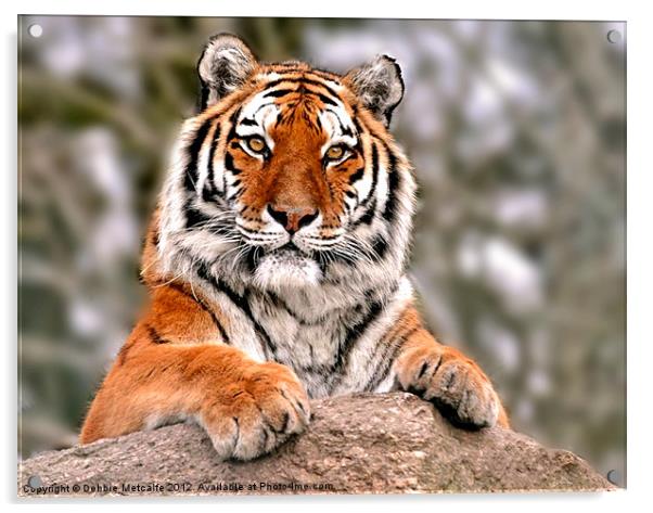Tiger resting on rock Acrylic by Debbie Metcalfe