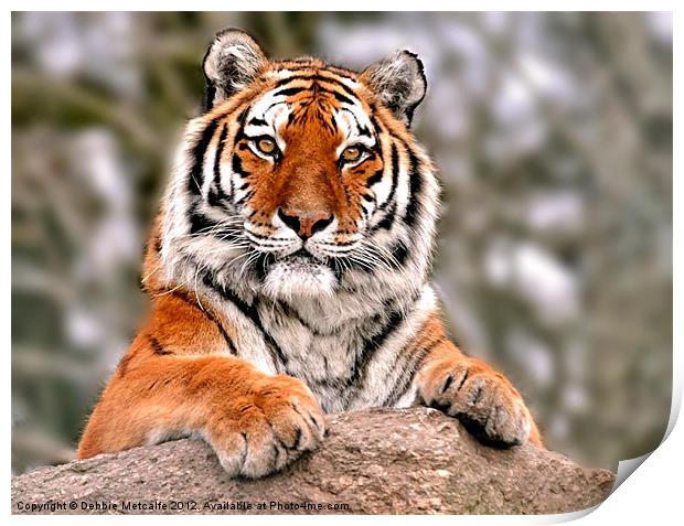 Tiger resting on rock Print by Debbie Metcalfe
