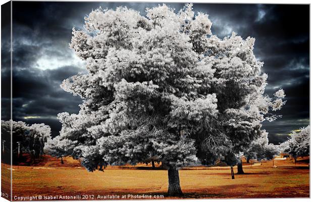 Trees and Dramatic Sky Canvas Print by Isabel Antonelli