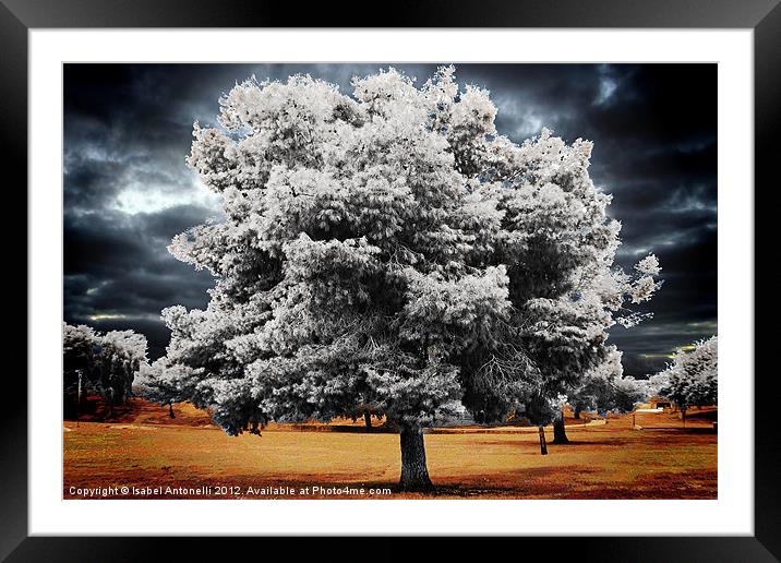 Trees and Dramatic Sky Framed Mounted Print by Isabel Antonelli
