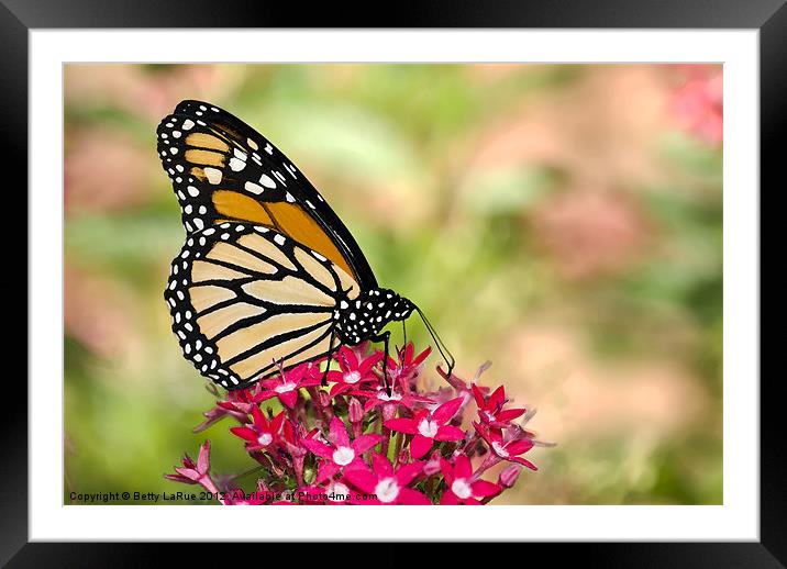 Monarch Butterfly Framed Mounted Print by Betty LaRue