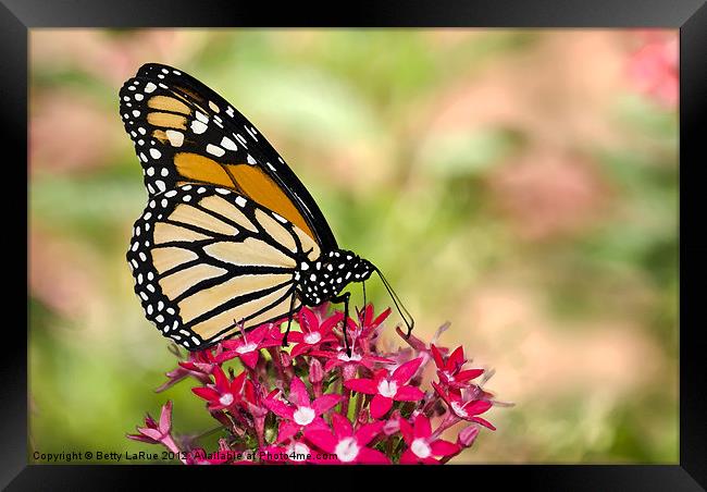 Monarch Butterfly Framed Print by Betty LaRue