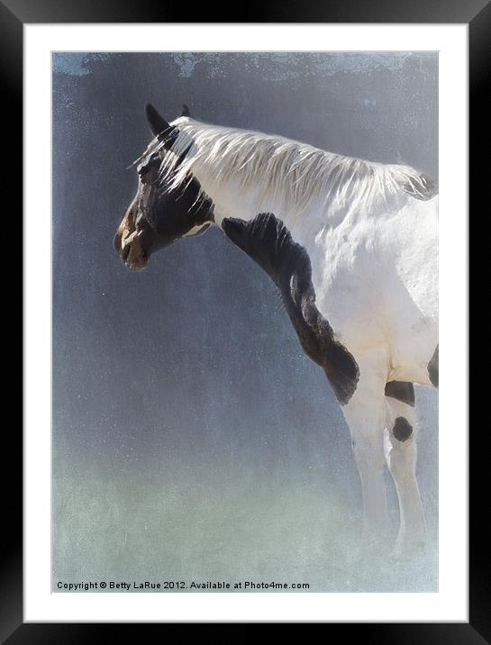 Paint Horse Framed Mounted Print by Betty LaRue