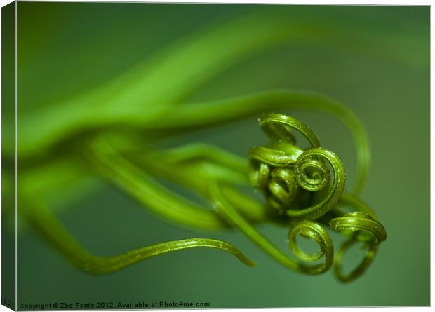 Macro photograph of new tendrils on a fern. Canvas Print by Zoe Ferrie