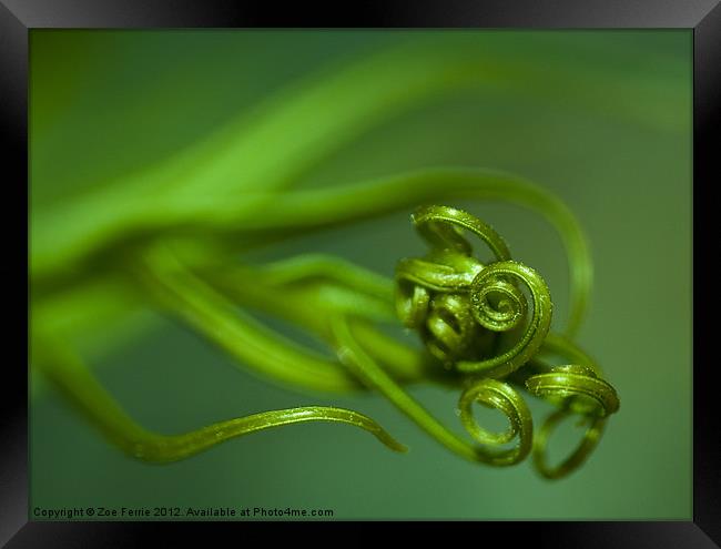 Macro photograph of new tendrils on a fern. Framed Print by Zoe Ferrie