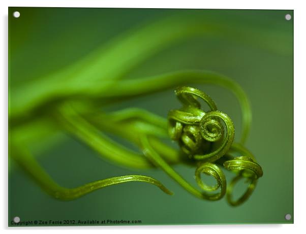 Macro photograph of new tendrils on a fern. Acrylic by Zoe Ferrie