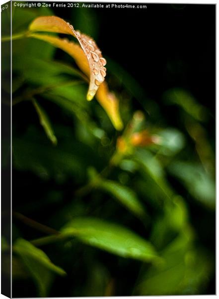 Raindrops on a Leaf Canvas Print by Zoe Ferrie