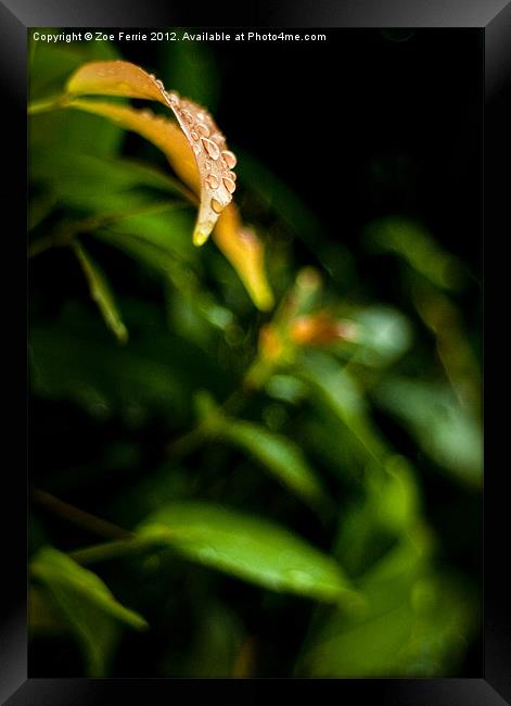 Raindrops on a Leaf Framed Print by Zoe Ferrie