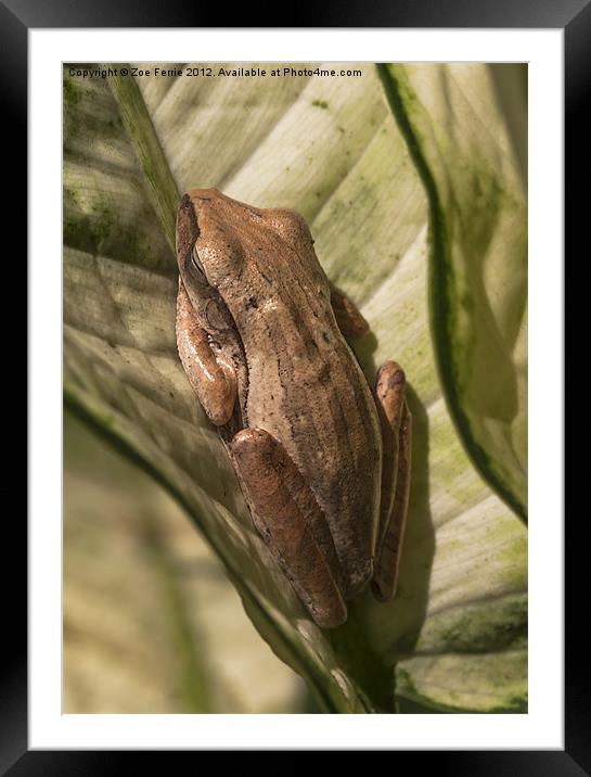 Ssshh ....Sleeping Frog! Framed Mounted Print by Zoe Ferrie