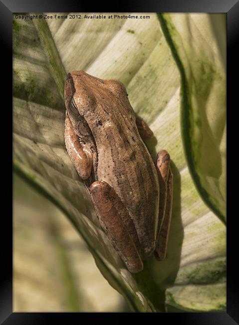 Ssshh ....Sleeping Frog! Framed Print by Zoe Ferrie