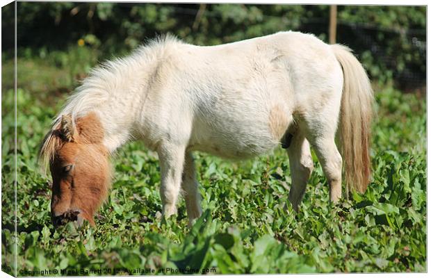 Thomas White Pony Canvas Print by Nigel Barrett Canvas