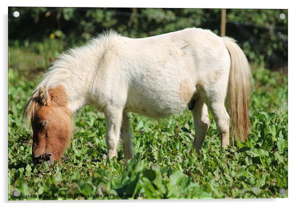 Thomas White Pony Acrylic by Nigel Barrett Canvas