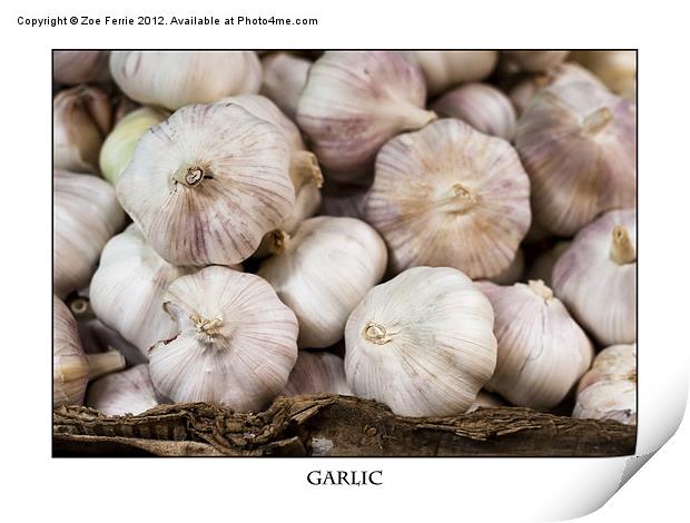 Fresh Garlic at the Market Print by Zoe Ferrie