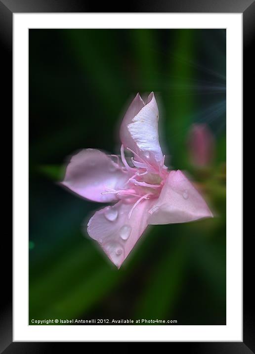 Pink Flower A Ray of Hope Framed Mounted Print by Isabel Antonelli
