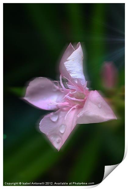 Pink Flower A Ray of Hope Print by Isabel Antonelli