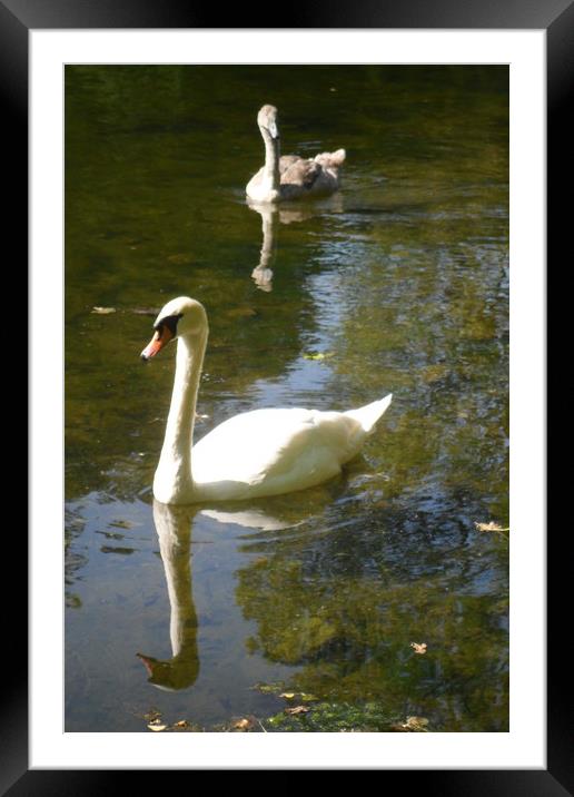 Wait for me Mum..... Framed Mounted Print by Heather Goodwin