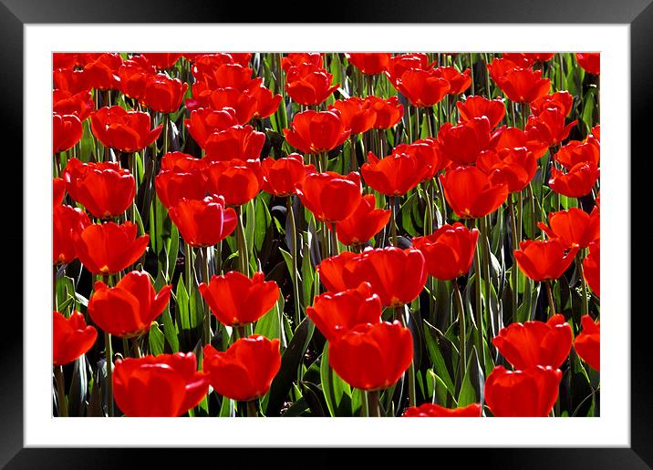 Tulips Framed Mounted Print by david harding