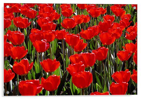 Tulips Acrylic by david harding