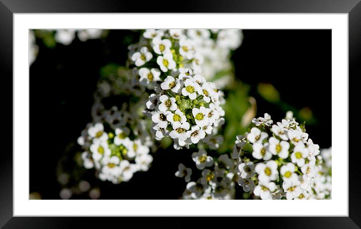 Small World Framed Mounted Print by robert chadwick