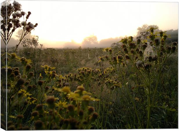 WILD FLOWERS AT DAWN Canvas Print by mark graham