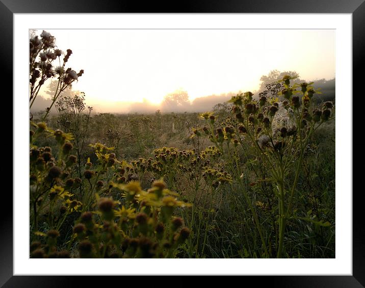 WILD FLOWERS AT DAWN Framed Mounted Print by mark graham