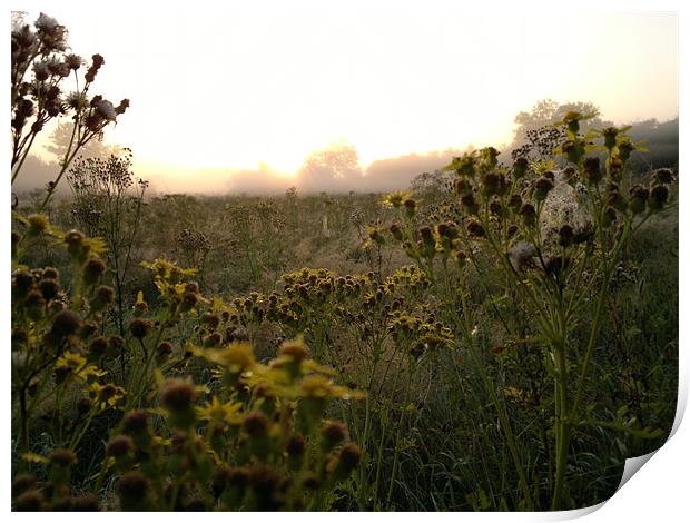 WILD FLOWERS AT DAWN Print by mark graham
