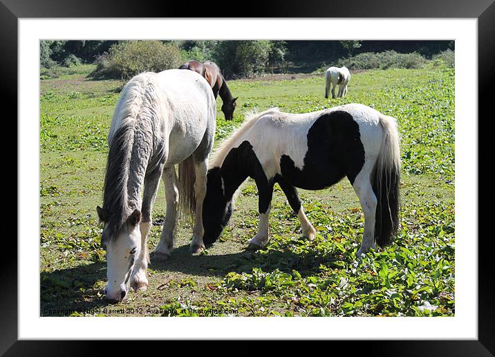 Ponies at Ponderosa Framed Mounted Print by Nigel Barrett Canvas