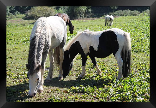 Ponies at Ponderosa Framed Print by Nigel Barrett Canvas