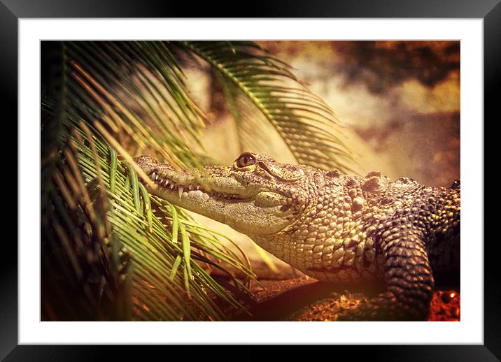 Crocodylus Moreletii Framed Mounted Print by Maria Tzamtzi Photography