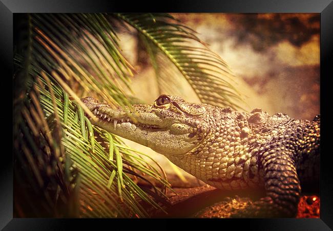 Crocodylus Moreletii Framed Print by Maria Tzamtzi Photography