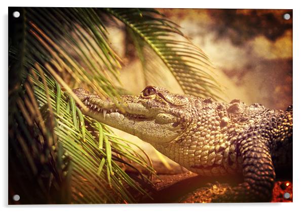 Crocodylus Moreletii Acrylic by Maria Tzamtzi Photography