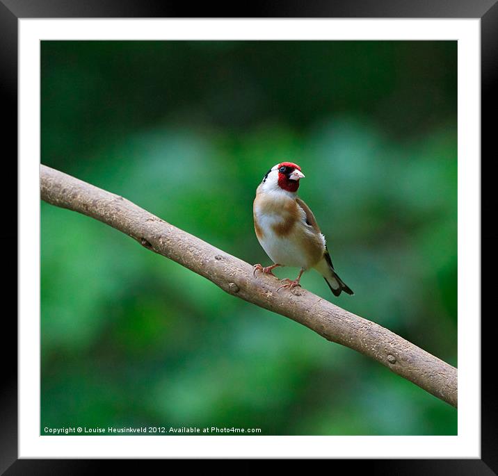 Goldfinch, Carduelis carduelis Framed Mounted Print by Louise Heusinkveld