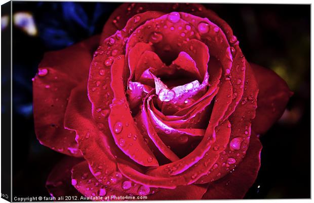 red rose Canvas Print by farah ali