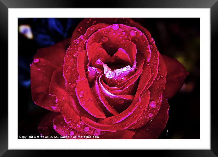 red rose Framed Mounted Print by farah ali