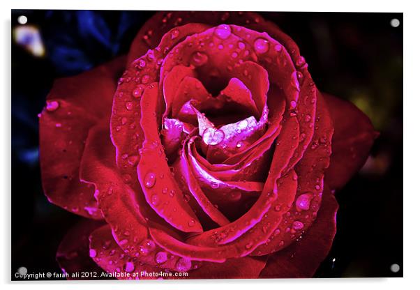 red rose Acrylic by farah ali