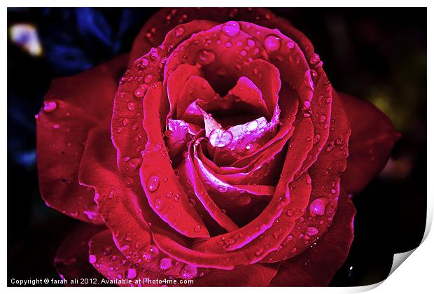 red rose Print by farah ali