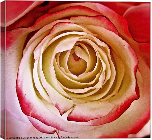 Cream and Pink Victorian Rose Canvas Print by Sue Bottomley