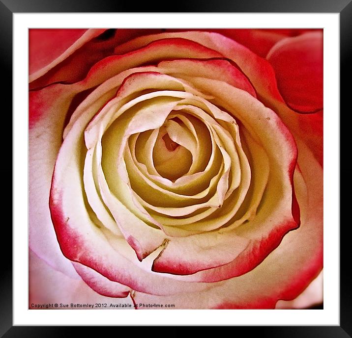 Cream and Pink Victorian Rose Framed Mounted Print by Sue Bottomley