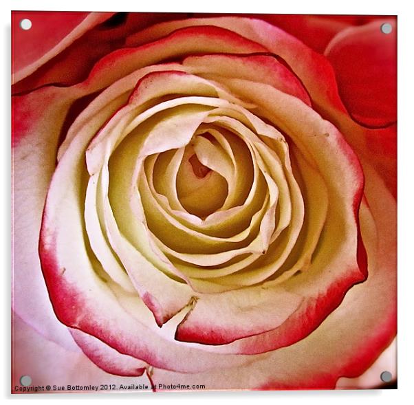 Cream and Pink Victorian Rose Acrylic by Sue Bottomley