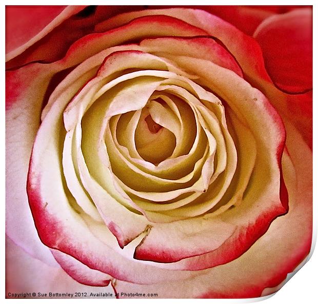 Cream and Pink Victorian Rose Print by Sue Bottomley