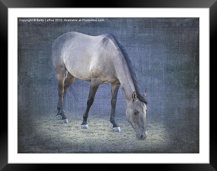 Quarter Horse Grazing in Blue Framed Mounted Print by Betty LaRue
