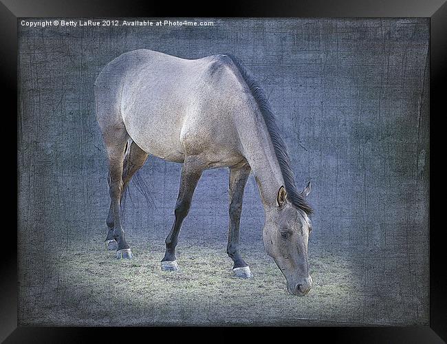 Quarter Horse Grazing in Blue Framed Print by Betty LaRue