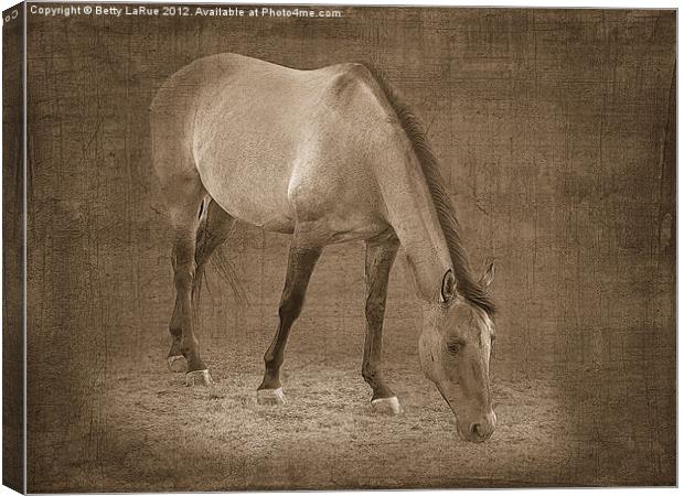 Quarter Horse Grazing in Sepia Canvas Print by Betty LaRue