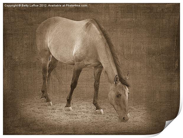Quarter Horse Grazing in Sepia Print by Betty LaRue